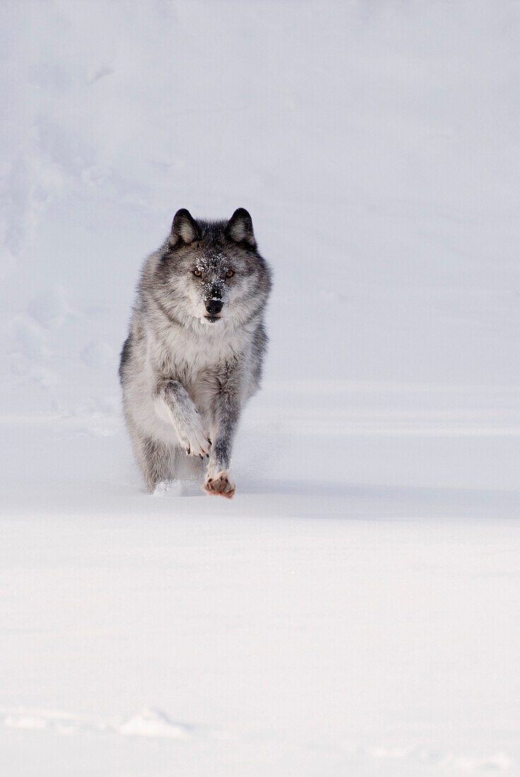 Wolf Running In The Snow