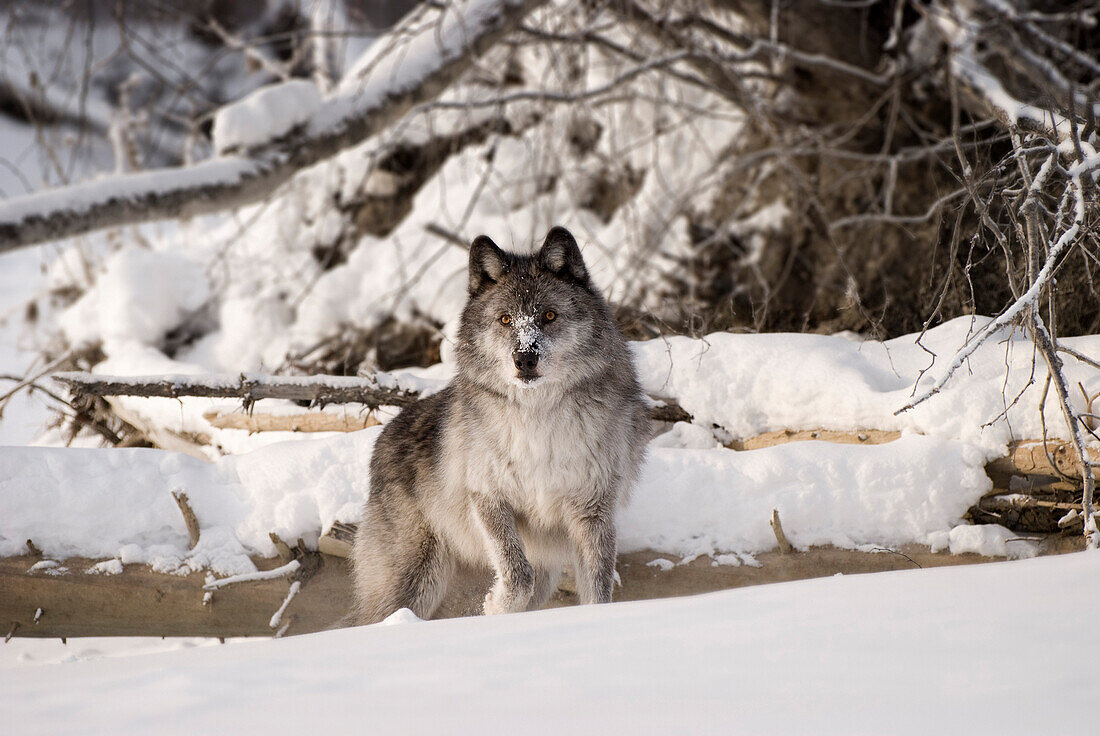 Wolf In The Snow