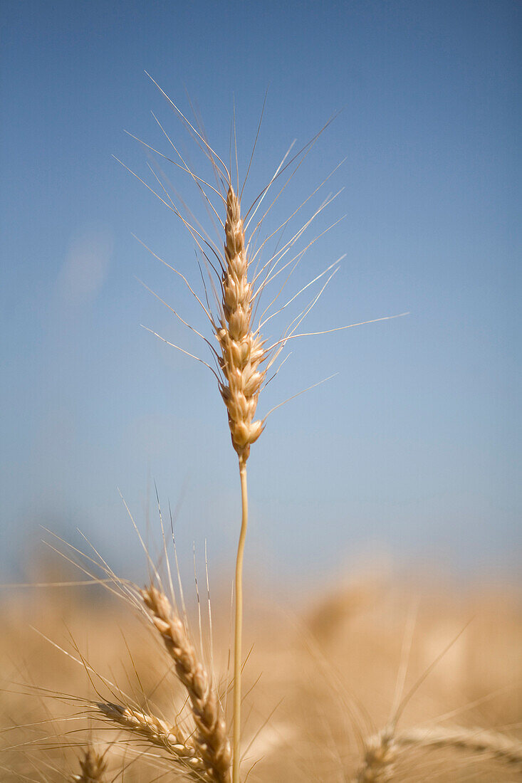 Wheat, Oregon, Usa