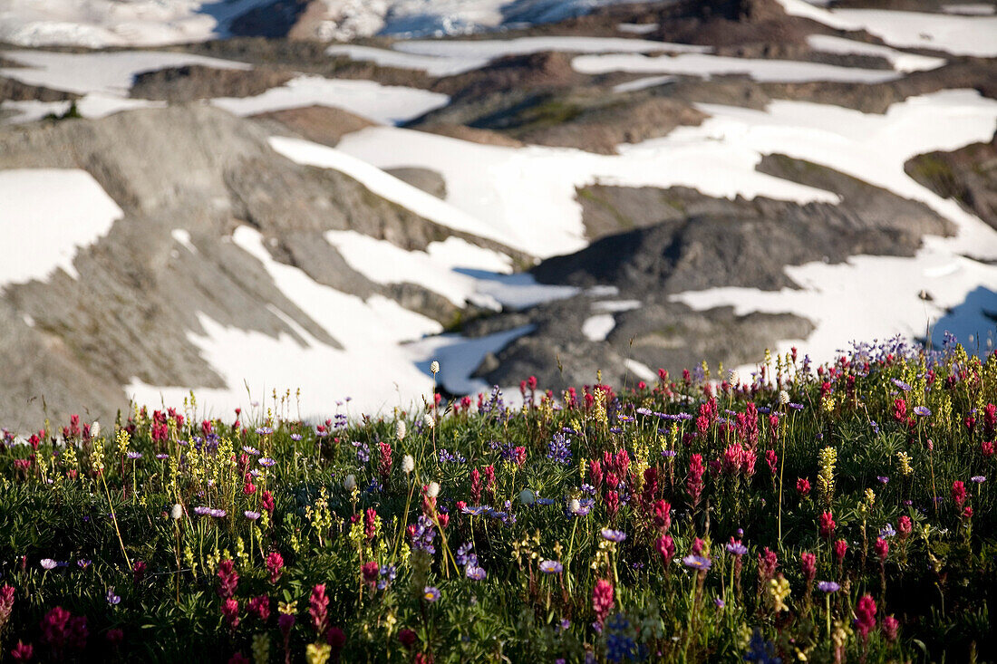 Wildflowers Along A Snowy Mountain, Paradise Park, Mount Rainier National Park, Washington, United States Of America