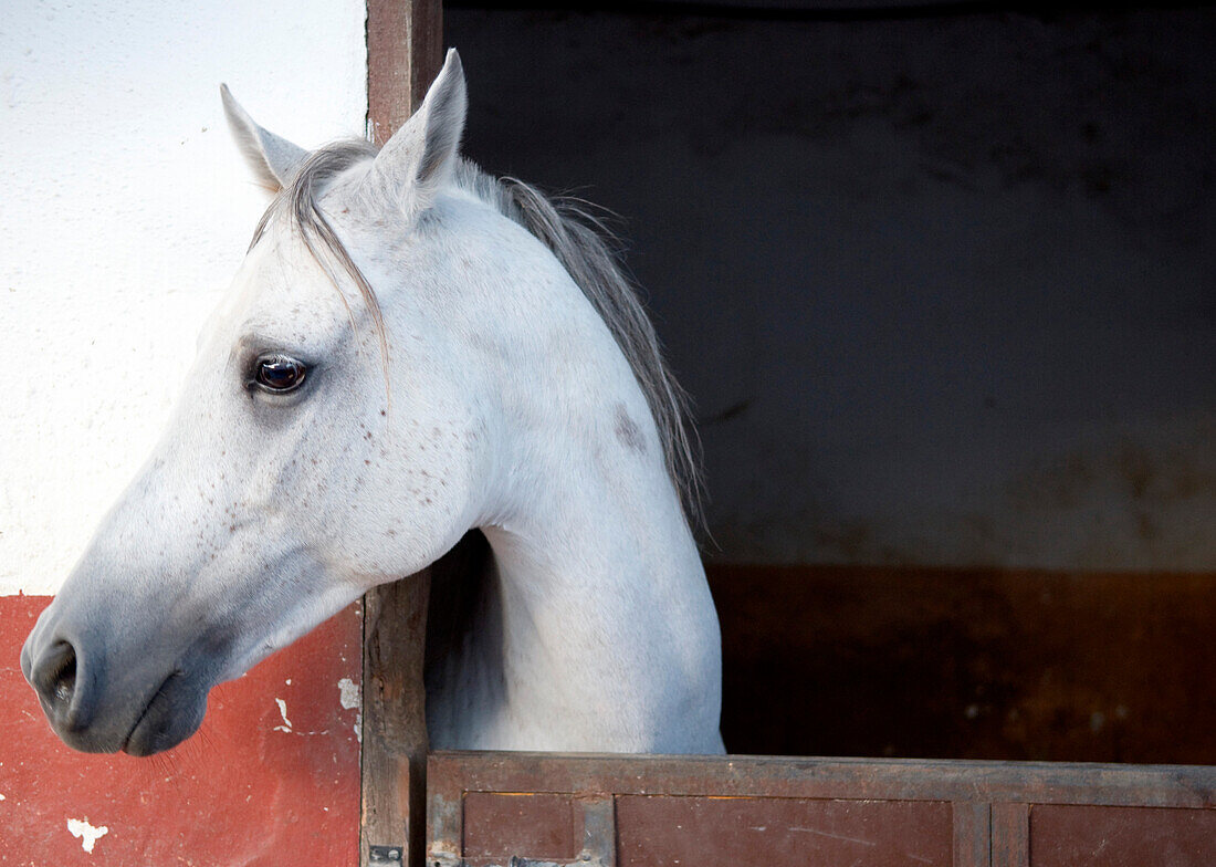 A Horse (Equidae)