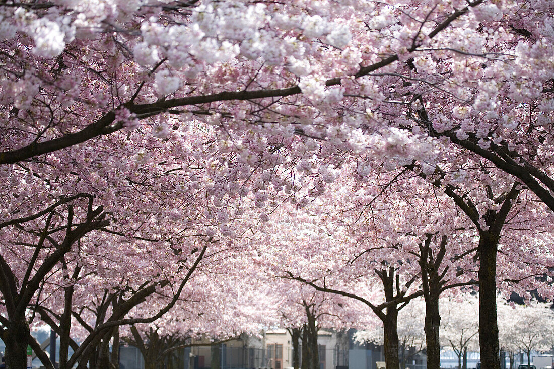Pink Blossoms On The Trees, Oregon, United States Of America