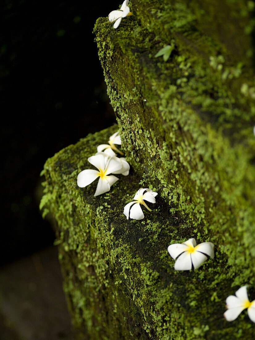 Flowers On Moss Covered Steps