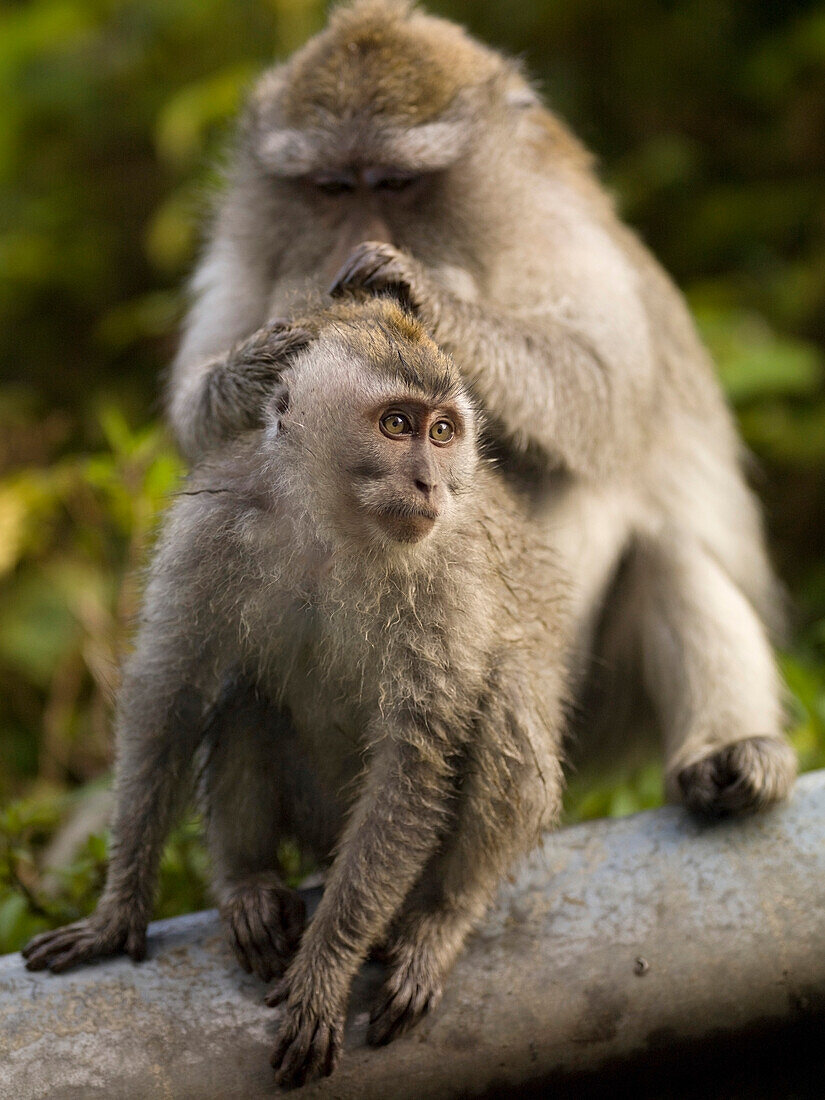 Baboons Grooming