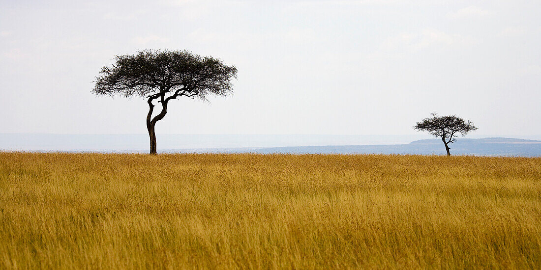 'Masai Mara, Kenya, Africa; Acacia Trees'