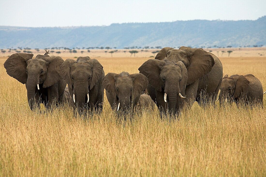 'African Elephants (Loxodonta Africana), Masai Mara National Reserve, Kenya, Africa; Elephant Herd'