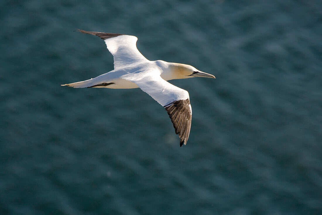 Gannet (Sulidae) In Flight