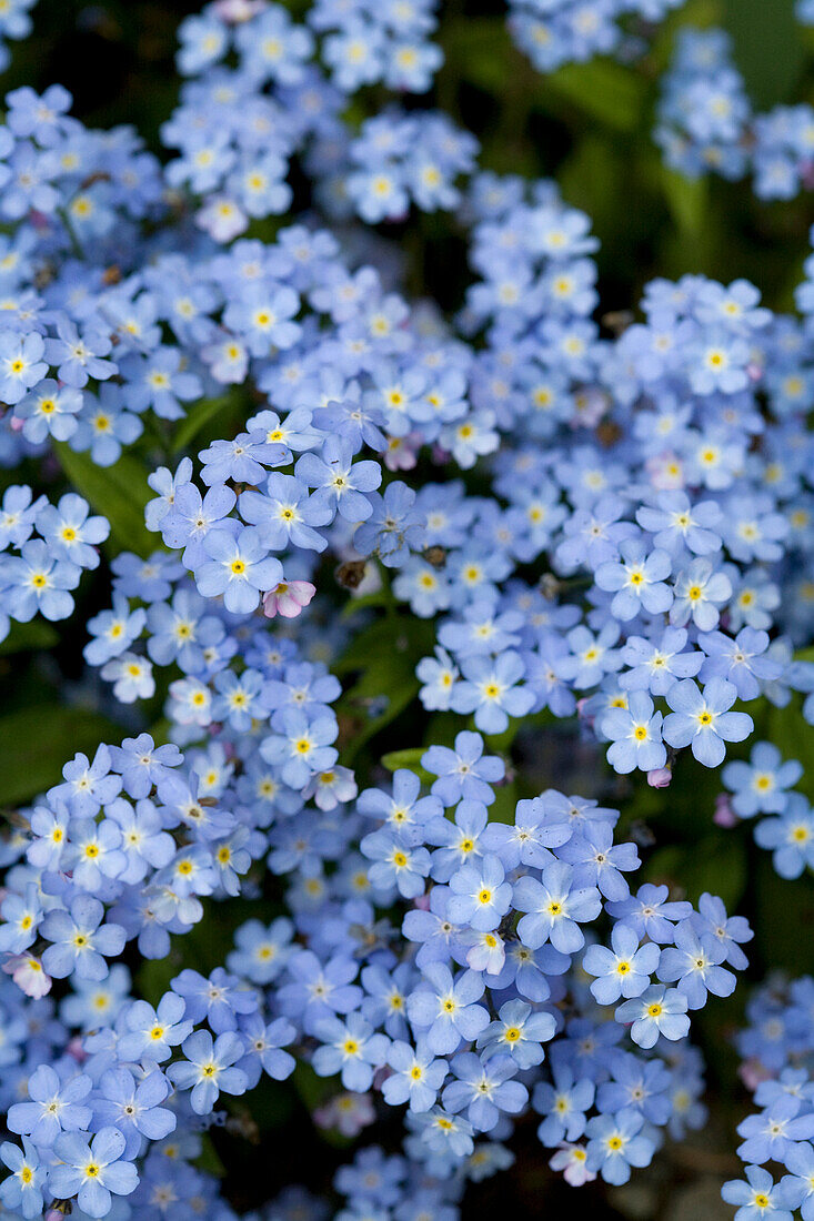 'Victoria, British Columbia, Canada; Blooming Blue Flowers'