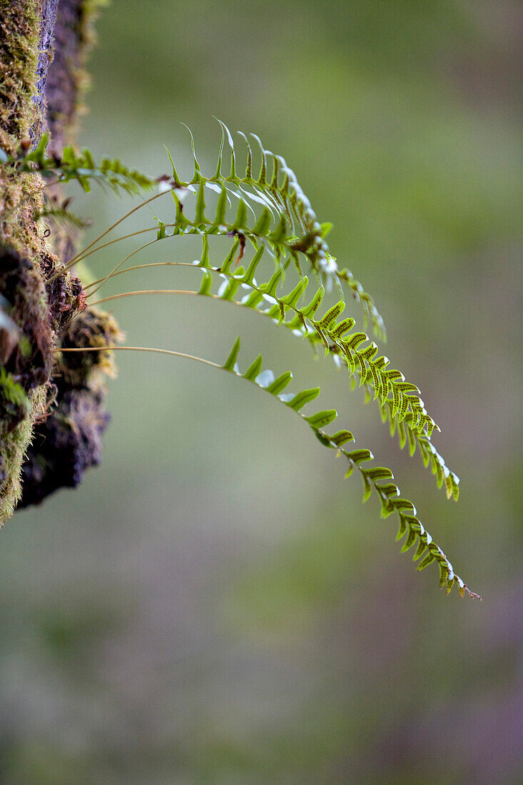 'Meares Island, British Columbia, Canada; A Fern Growing Out Of An Old Growth Cedar Tree'