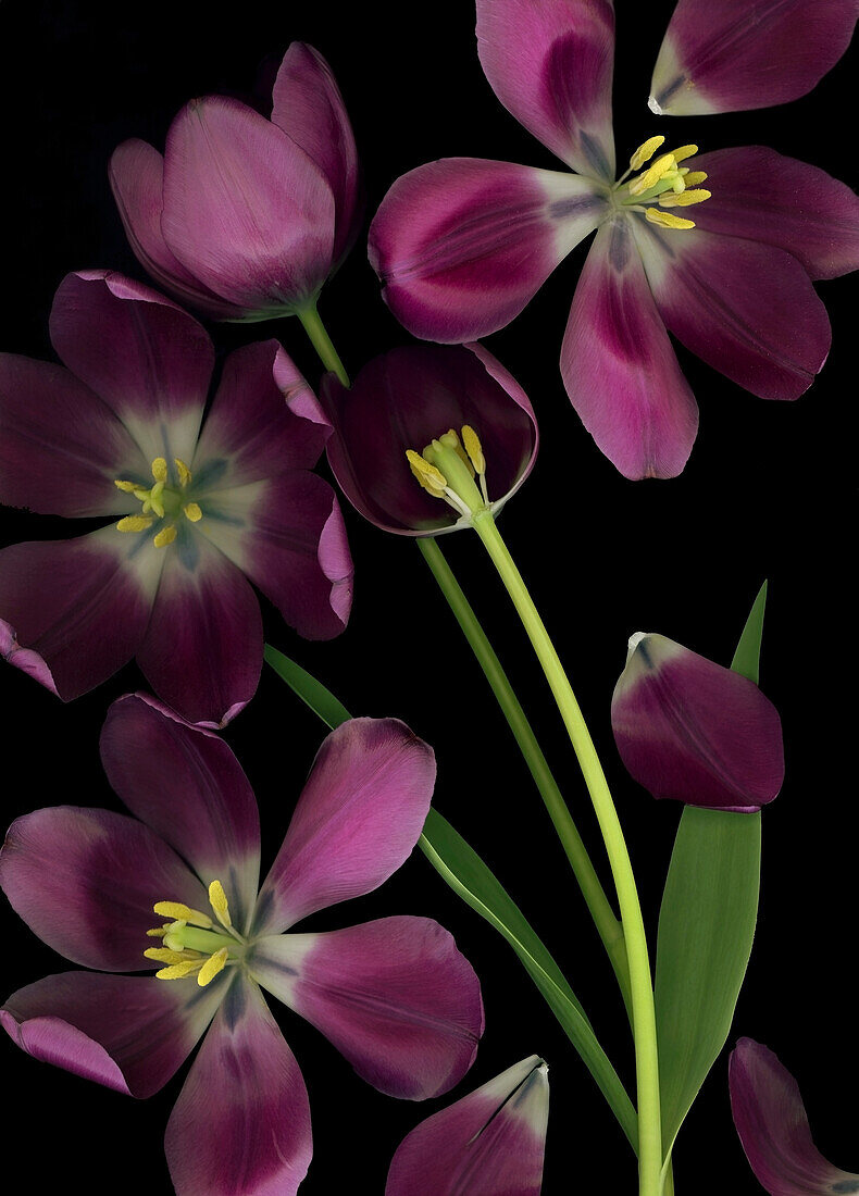 'Purple Tulips; Purple Tulips, Leaves And Stems'