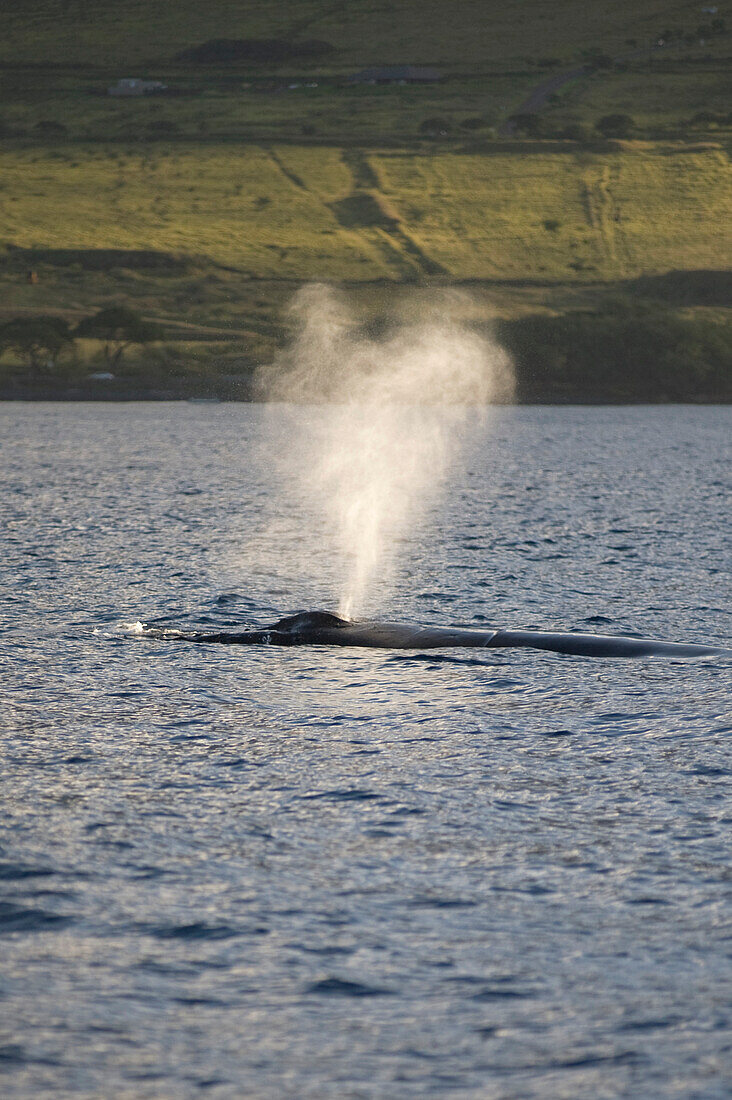 'Maui, Hawaii, Usa; Whale Blowing Water'