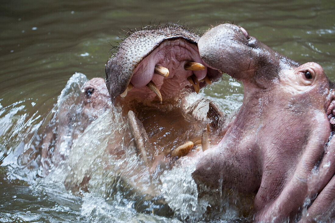 'Two Hippos; Two Hippos Fighting In Water'