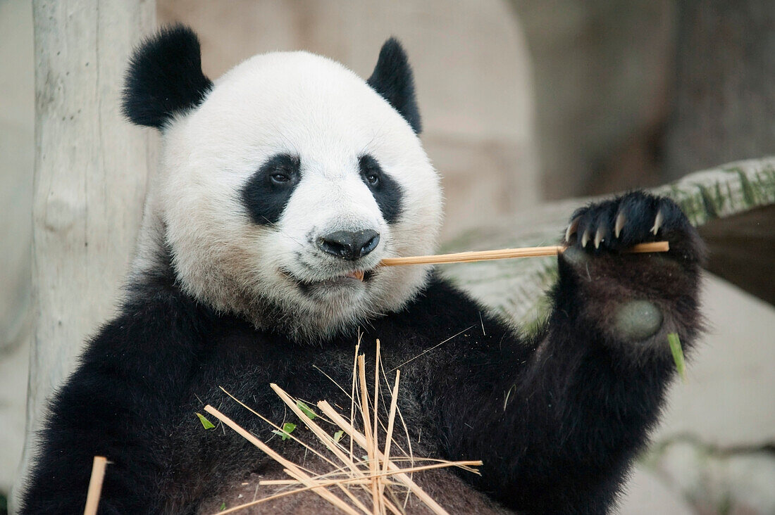 'Panda In Zoo; Panda Eating Bamboo'