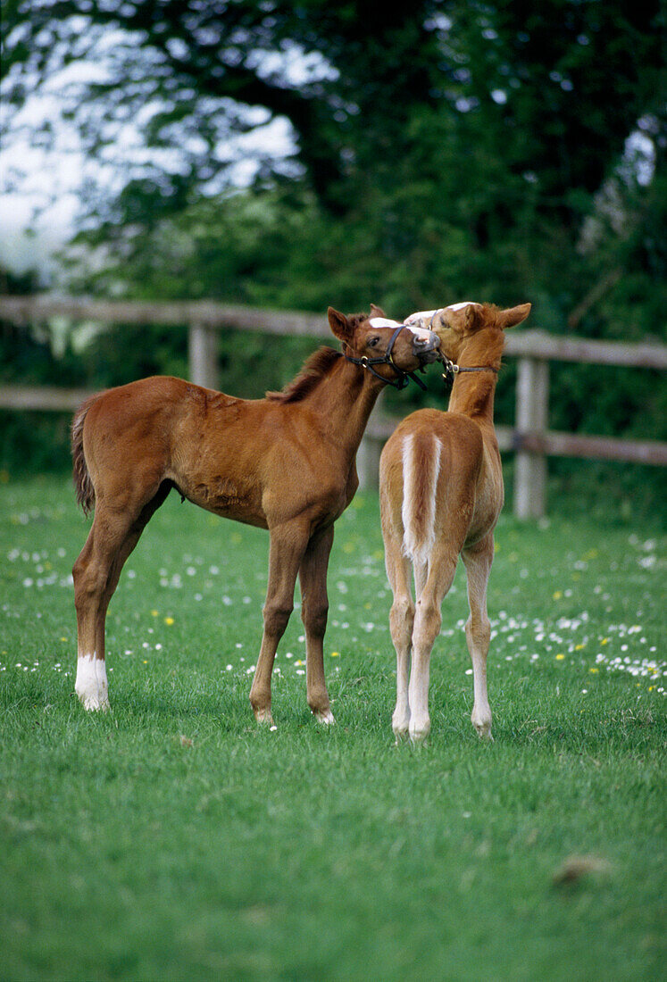 'Horses - Thoroughbreds, Foals; Ireland'