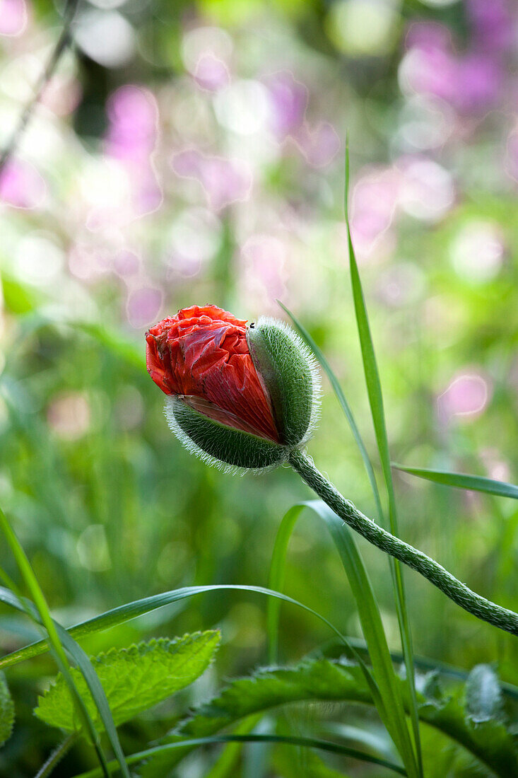 Flower Bud