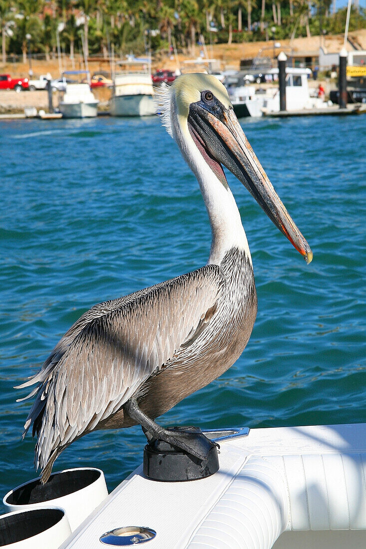 'Pelican Sitting On Back Of Boat; Cabo San Lucas, Mexico'