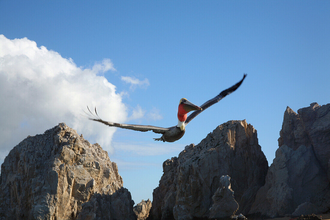 'Pelican In Flight; Cabo San Lucas, Mexico'