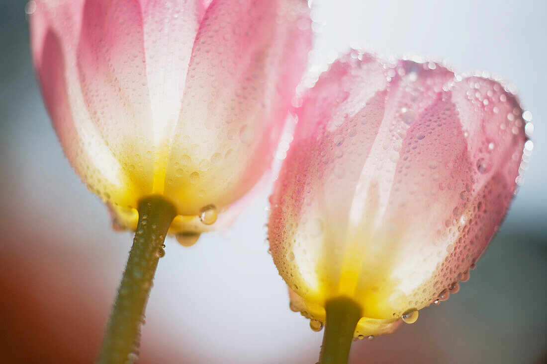 Dew On Tulips