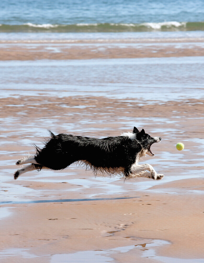 Dog Chasing A Ball At The Beach