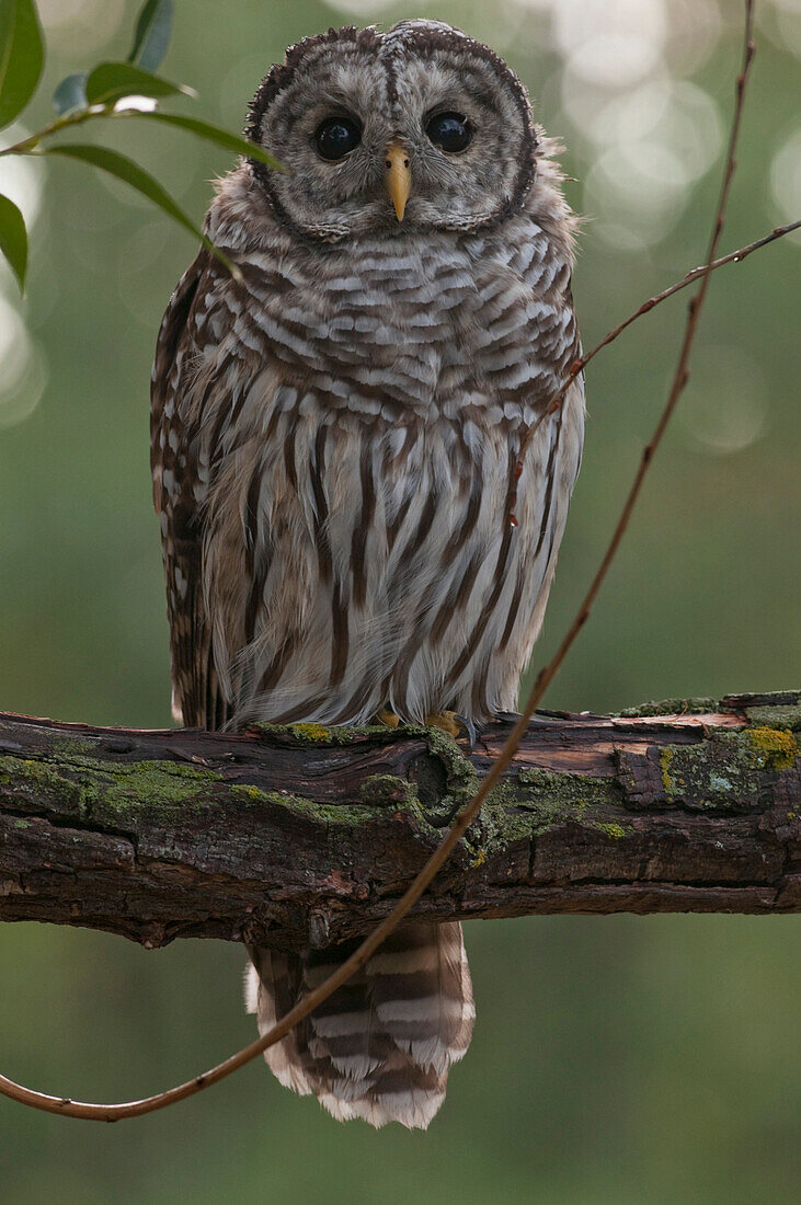 Juvenile Barred Owl (Strix Varia)