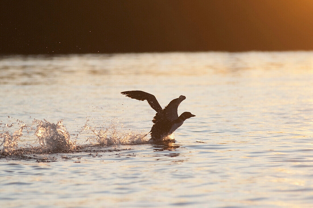 Seagull Landing In Water, Kenora, Ontario, Canada