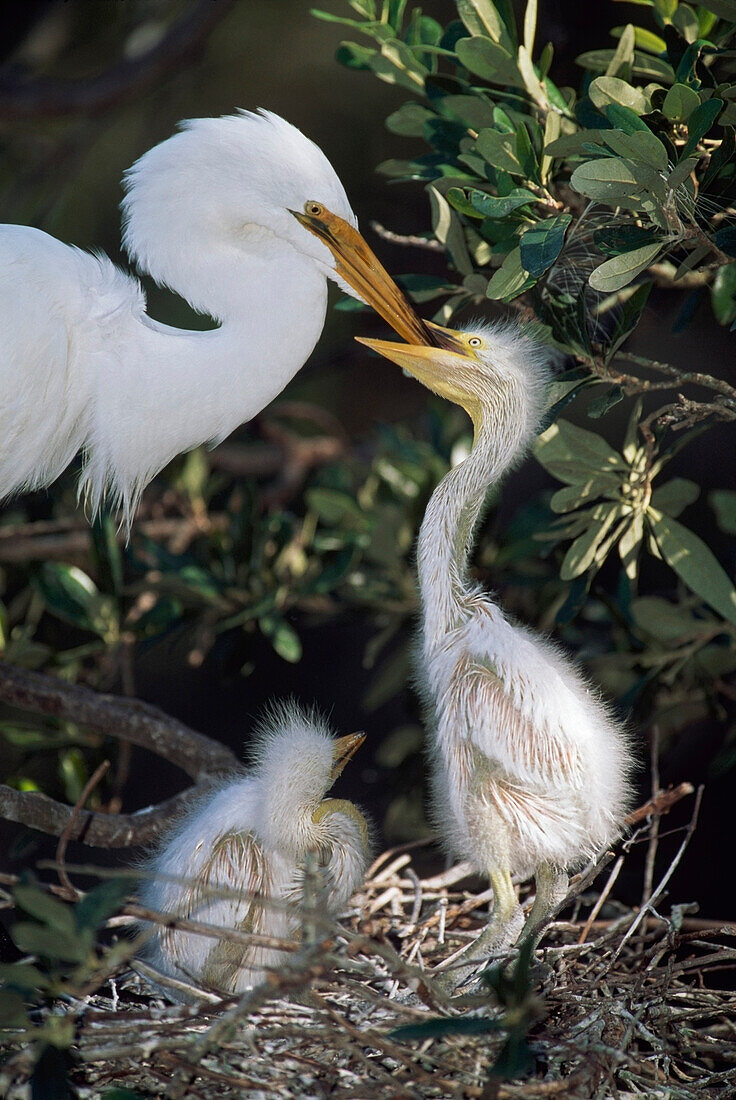'Great Egret (Ardea Alba) Adult Feeding Young In Nest; Florida, Usa'