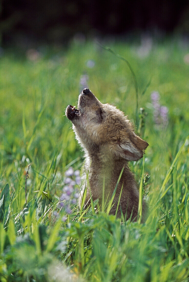 Wolf Puppy Howling In Mountain Meadow