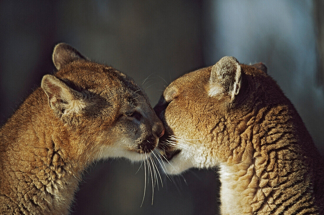 'Mountain Lion (Felis Concolor) Cub Nuzzles Mother's Face; Montana, Usa'