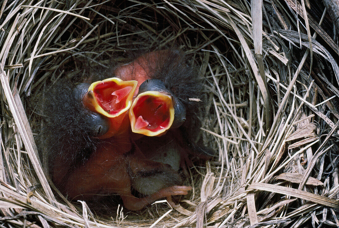 'Dark-Eyed Junco Nestlings With Open Mouths For Feeding; Montana, Usa'