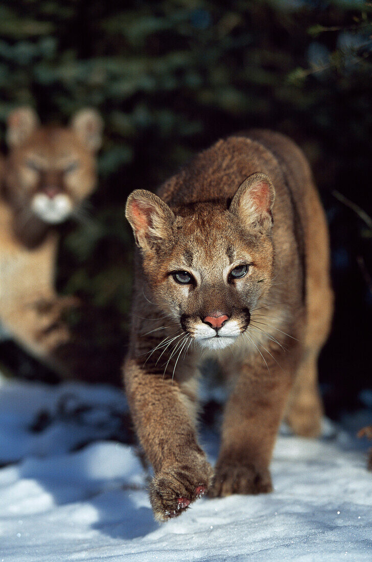 'Mountain lion cub (Felis concolor) walking on snow toward camera, mother in background; Montana, Usa'
