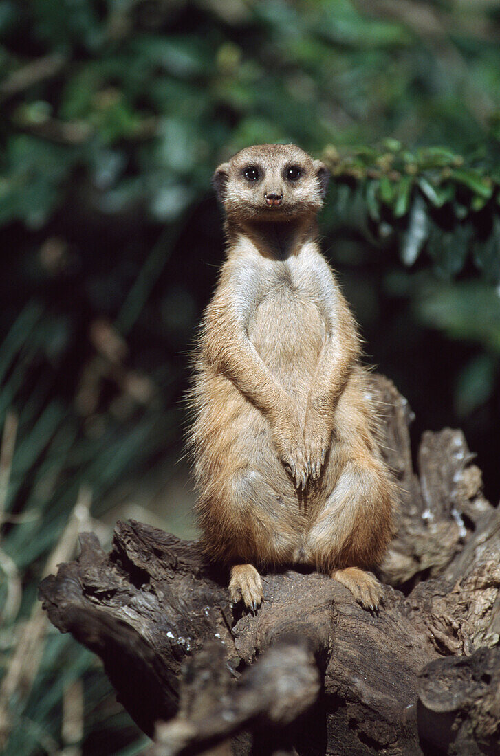 Meerkat Sitting On A Stump, Africa