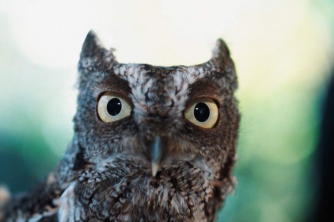 'Eastern Screech Owl Portrait Showing Large Eyes; Florida, Usa'