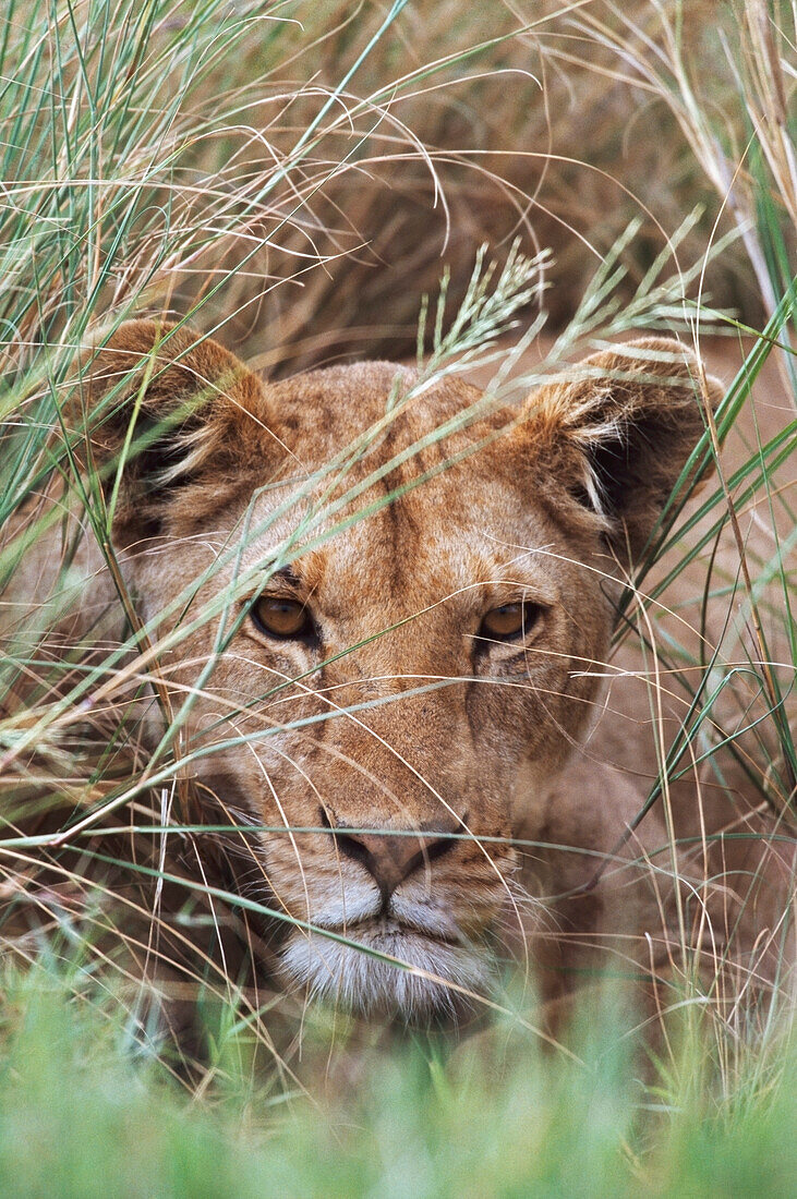 Lioness Peering Through Grass, Africa