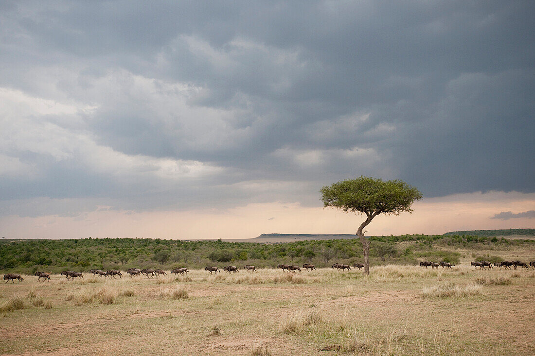 Acacia Tree, Kenya, Africa