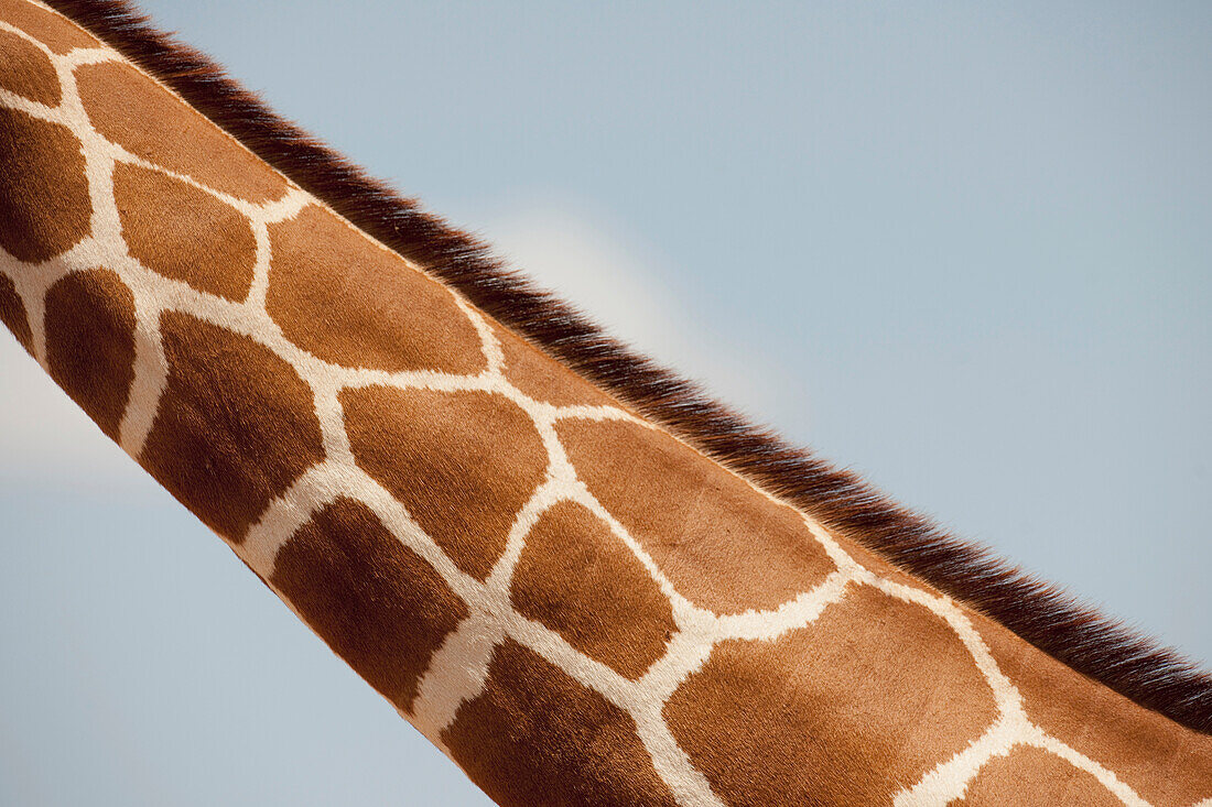 Giraffe's Neck, Kenya, Africa