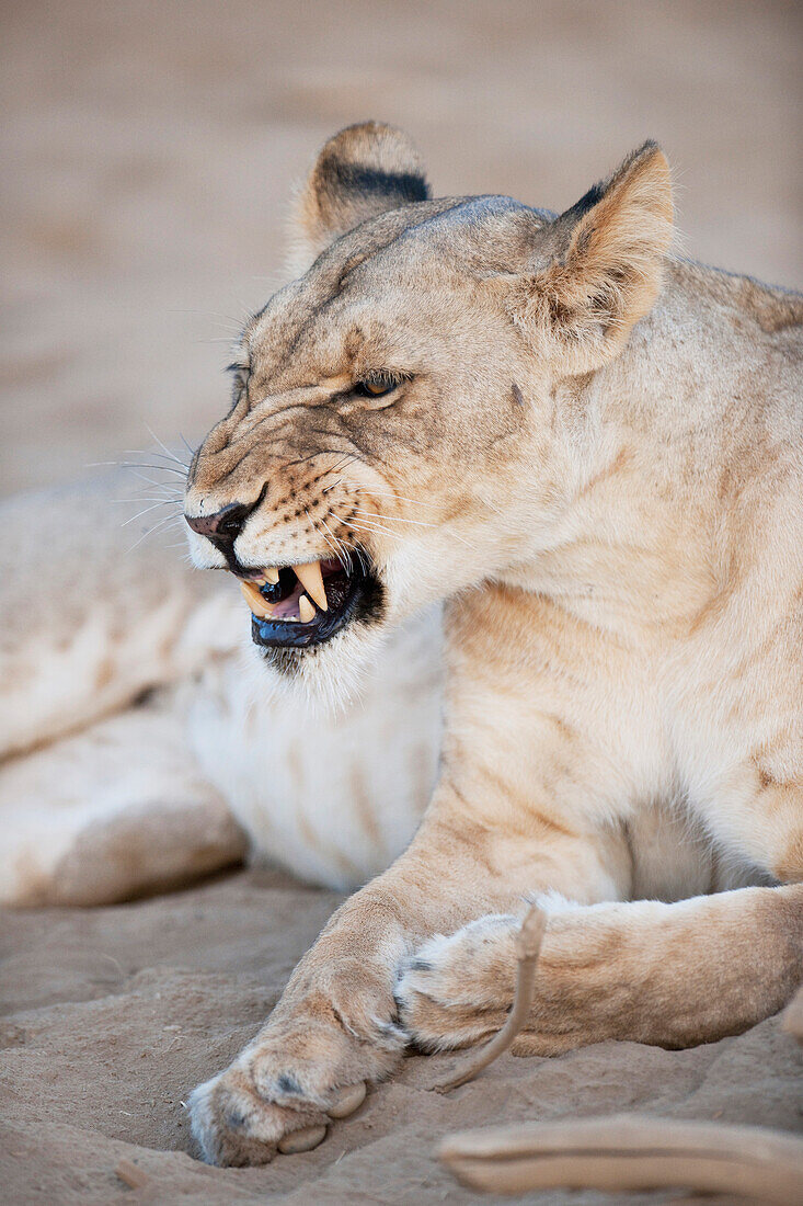 Lionness, Kenya, Africa