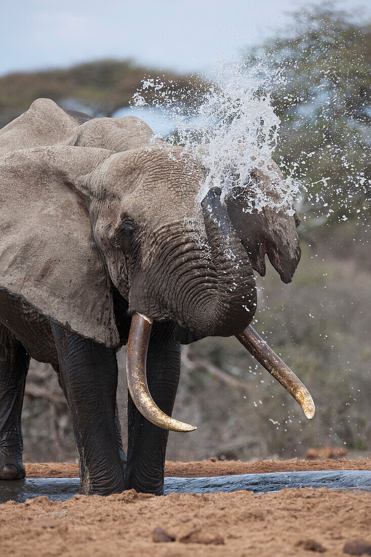 Elephant At A Watering Hole