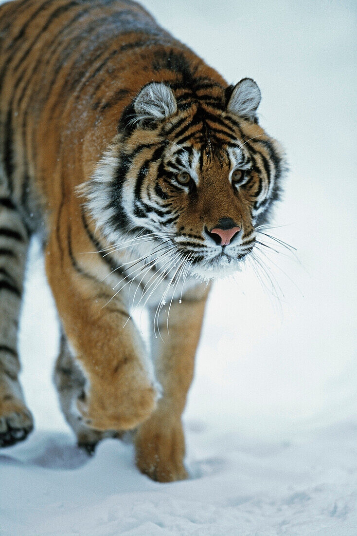 'Siberian Tiger (Panthera Tigris Altaica) In The Snow; Captive, Native Toamur-Ussuri Region Of Russia'