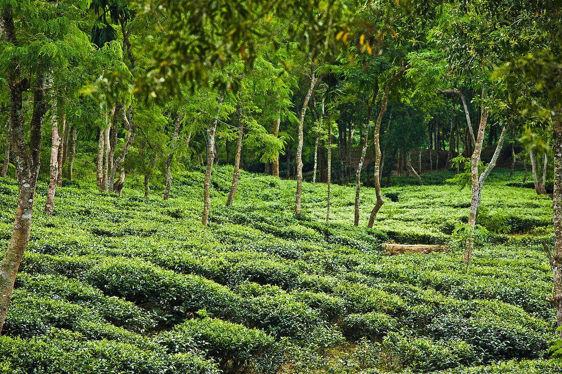 ‘A Tea Plantation; Sylhet, Bangladesh’ – License image – 70485095 Image ...