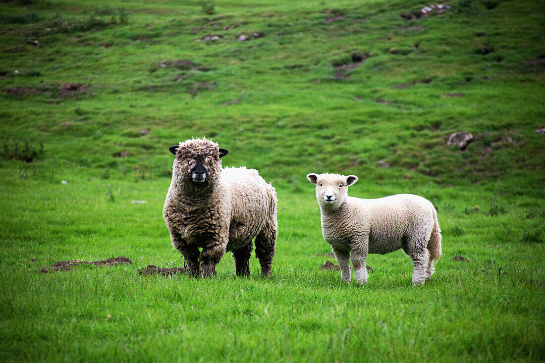 'A Sheep And A Lamb; Bolton, Yorkshire Dales, England'