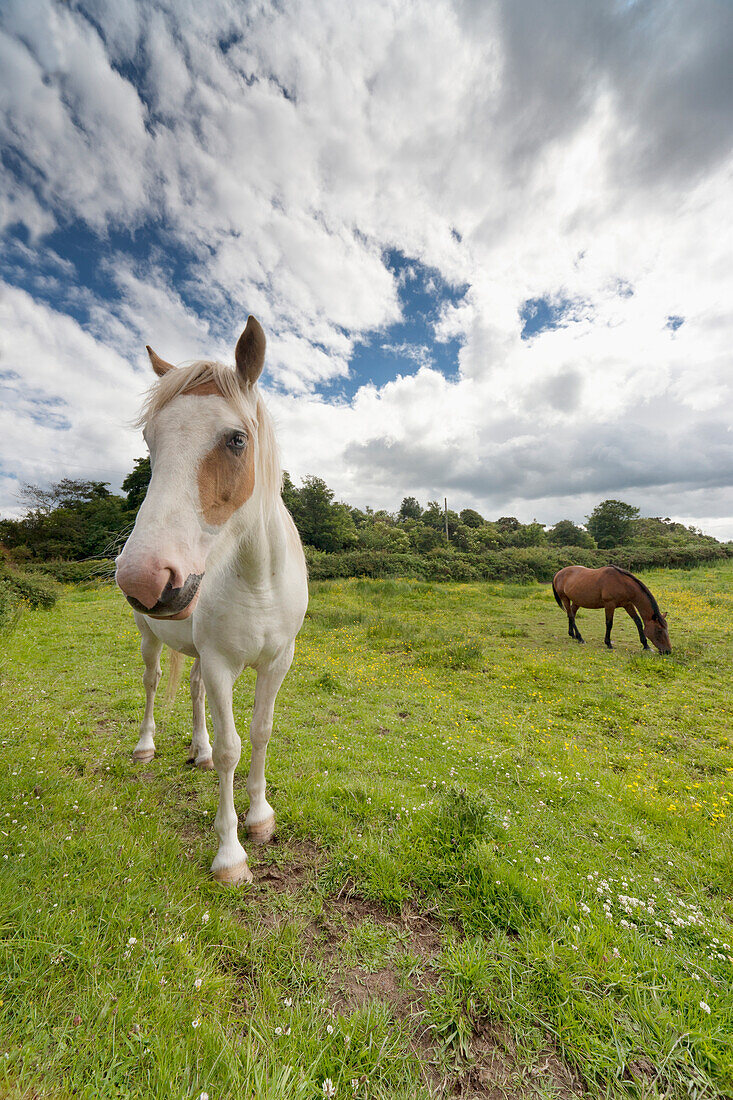 'Horses Grazing In A Field; Northumberland, England'