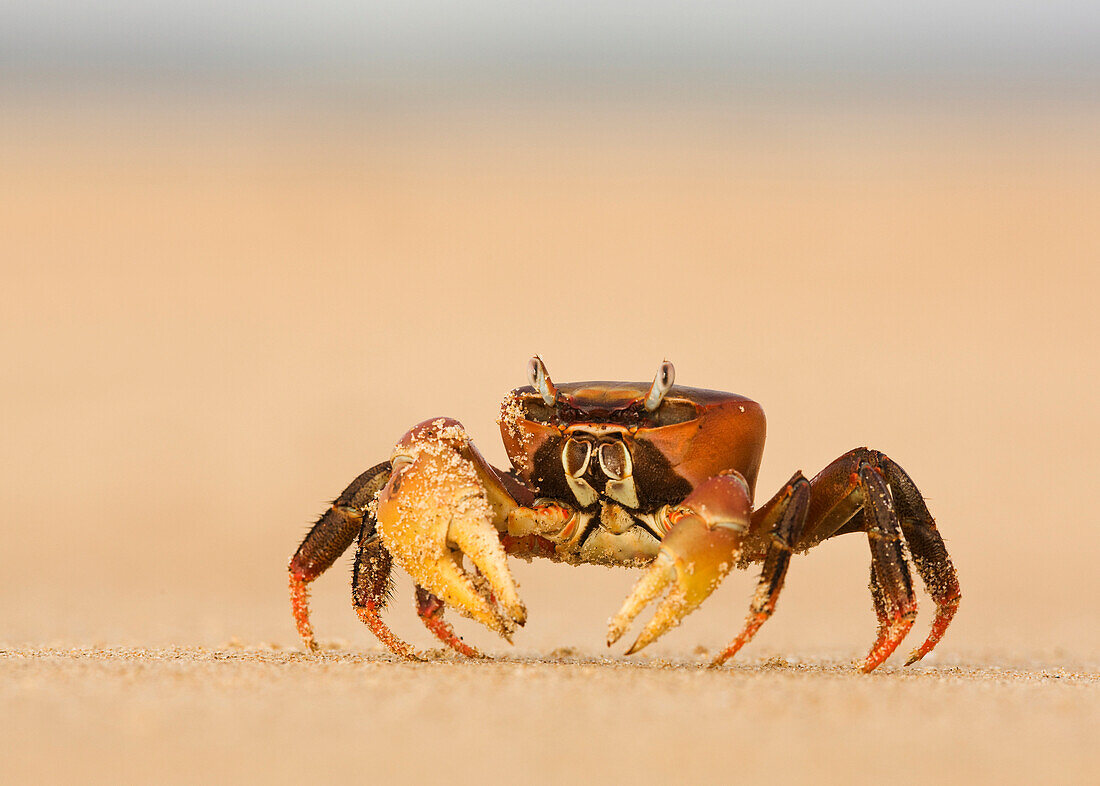 'Ghost Crab On The Beach At Lamu Island; Lamu, Kenya'