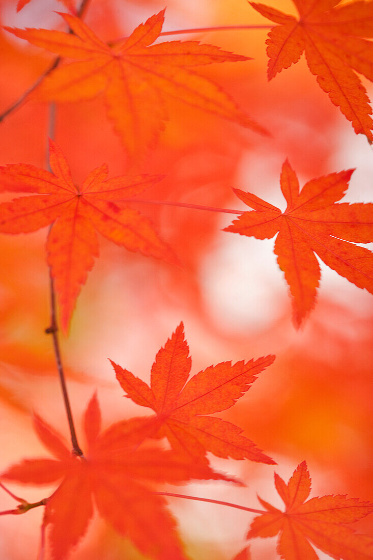 'Red Japanese Maple Leaves; Hakone, Japan'