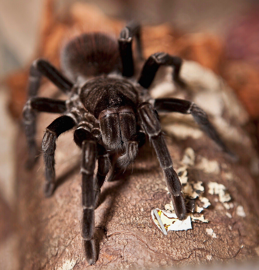 'A Spider On A Log; Edmonton, Alberta, Canada'