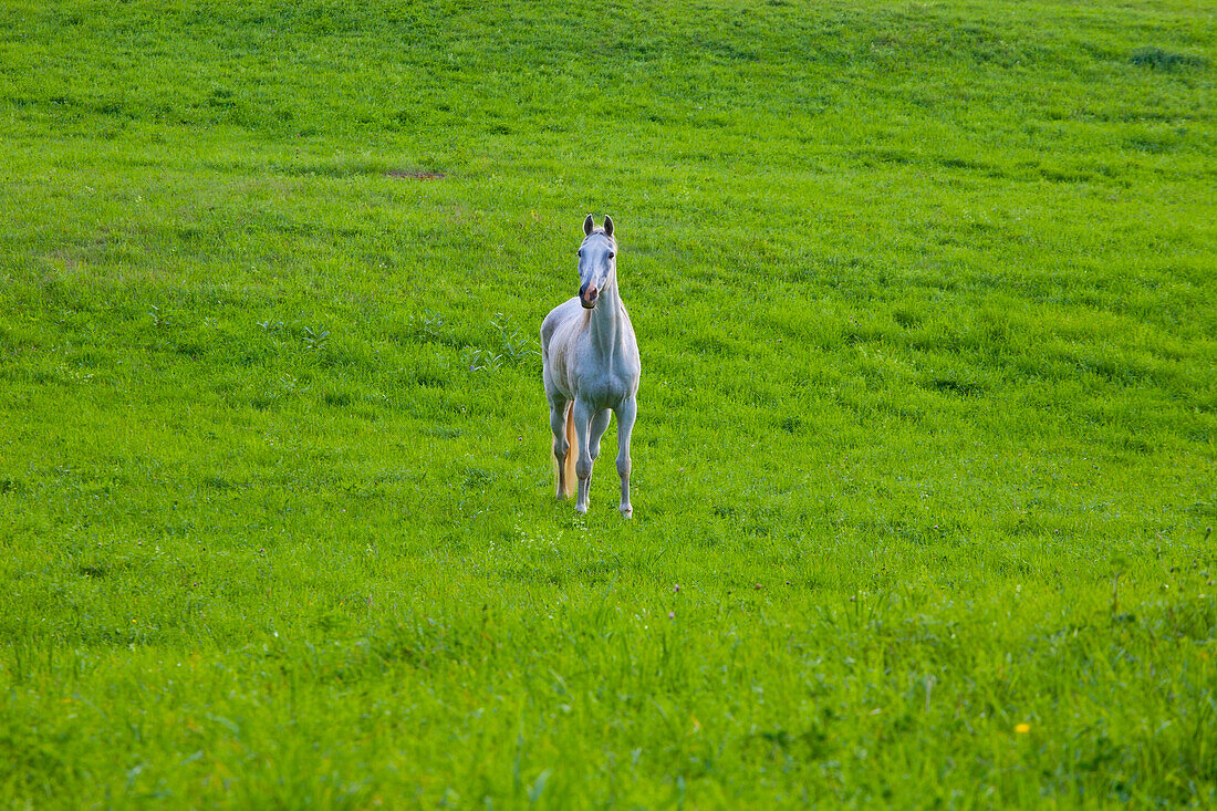 'A Grey Horse In A Field; Iron Hill, Quebec, Canada'