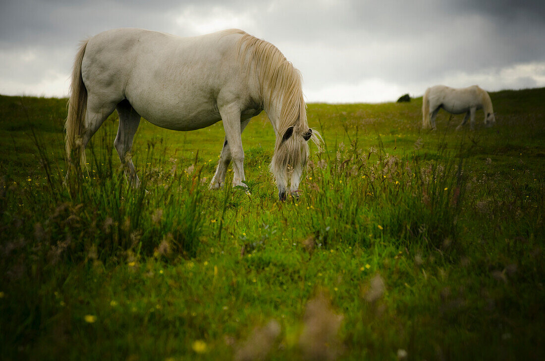'Two white wild horses eating grass in a field in Newborough Warren on the island of Anglesey; Wales'