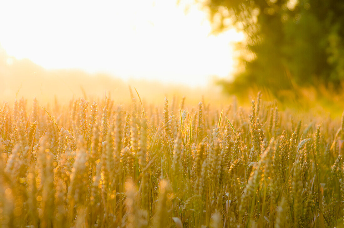 'Close up of corn field in the early morning, near the Cotswold village of Lower Slaughter; Gloucestershire, England'