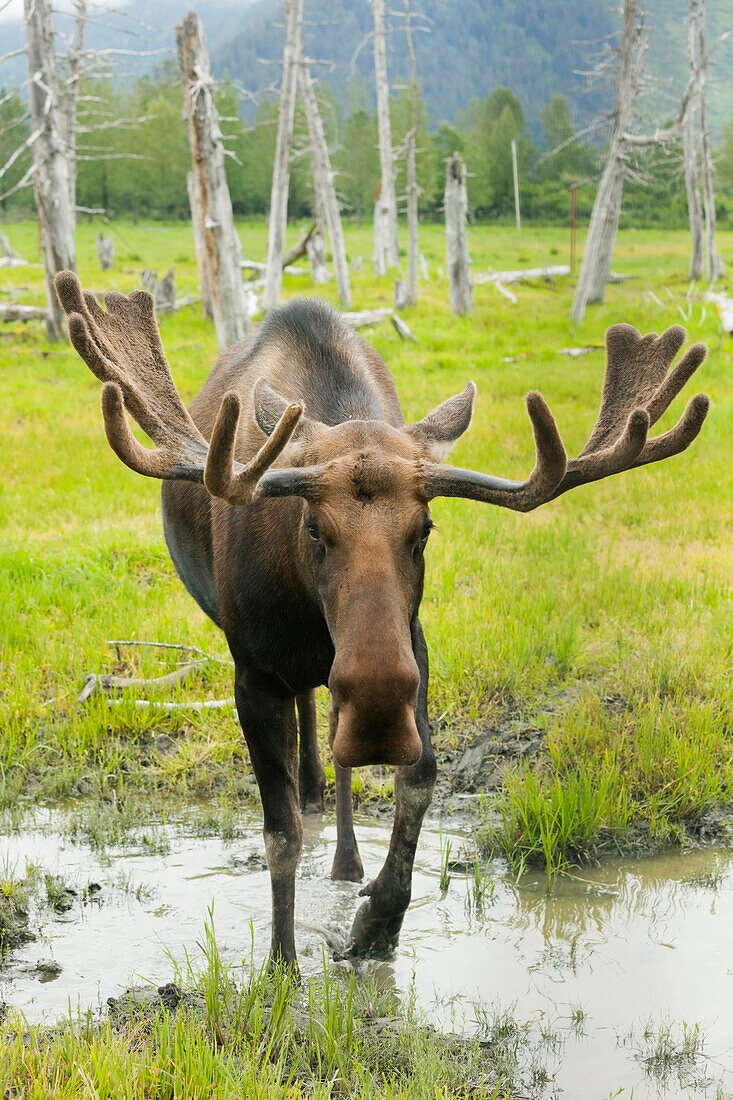 An elk standing in a puddle of water on the edge of a forest