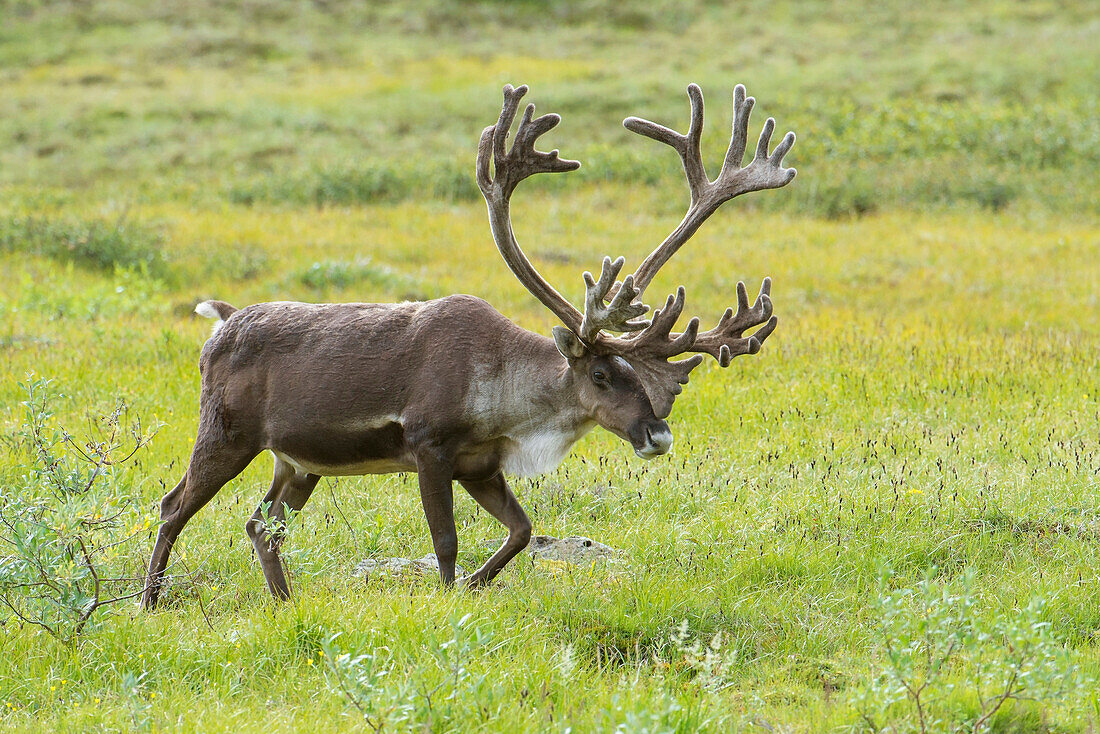 An elk (Cervus canadensis) walks in a meadow