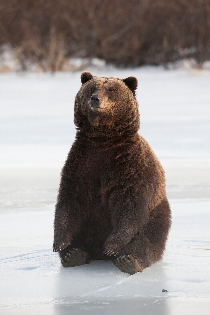 A brown bear sits on a frozen lake